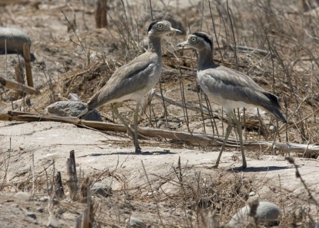 Species here include the cryptic Peruvian Thick-knee, a large nocturnal shorebird...