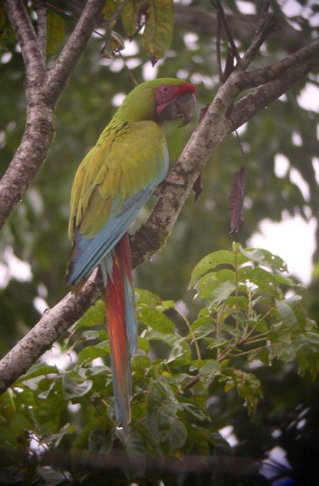 ...possibly including both of Costa Rica's macaw species, here a Great Green Macaw...