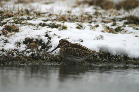 ...or an 'in our dreams' bird not often recorded in North America like this Jack Snipe.