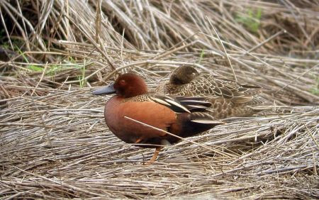...and elegant Cinnamon Teal pairs are common.