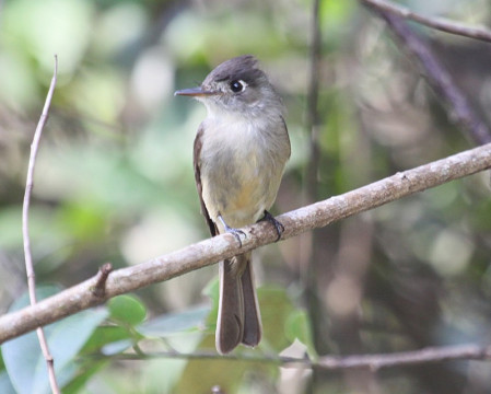 ...perhaps our first endemic, Cuban Pewee...