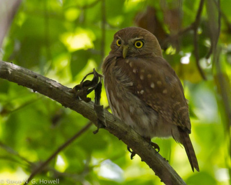 ...the always popular Ferruginous Pygmy-Owl...