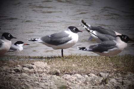 Water is a magnet and at places like Lake Balmorea, one can see almost anything; here a group of Franklin's Gulls.