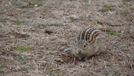 Here we might run into the unspeakably cute Thirteen-lined Ground-Squirrel, one of half a dozen sciurids possible on our tour.
