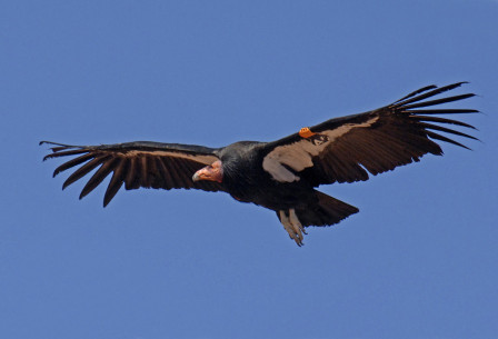 ...where we&rsquo;ll look for the re-introduced and magnificent California Condor... (azgfd)