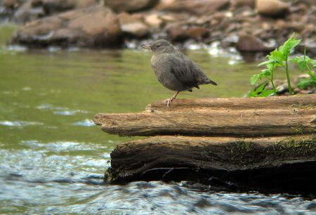 ...to look for American Dipper...