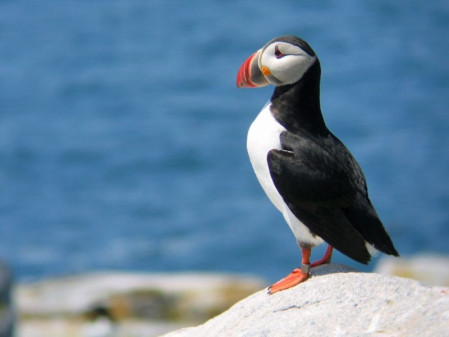 ...and everyone&rsquo;s favorite, the adorable (scientifically-speaking of course) Atlantic Puffin.