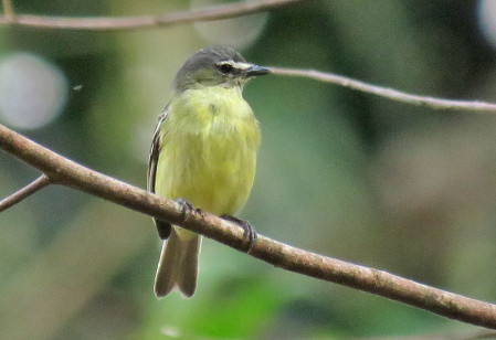 Along the jeep track below the lodge we'll encounter many species of birds. White-lored Tyrannulet is one of the more commonly heard birds that we might see.