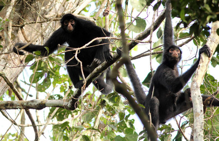 There is also a high diversity of mammals here, and we&rsquo;ll pause in our birding to admire them, such as these Peruvian Spider Monkeys.