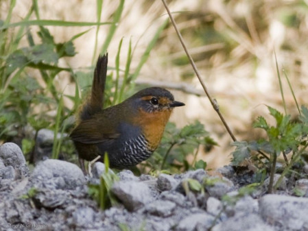 This area also hosts the onomatopoeic Chucao Tapaculo&hellip;