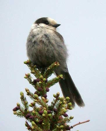 At this time of year adult Gray Jays are followed by...