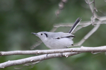 The distinctive and very local Cuban Gnatcatcher can be found fairly easily on Cayo Coco...

