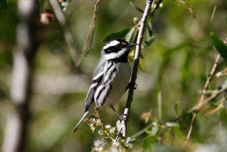 ...and Black-throated Gray Warbler (wr)