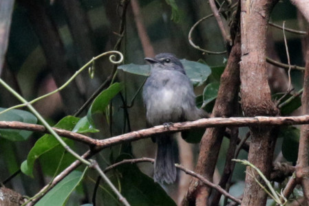 but Dusky-blue Flycatcher should be easier to see.
