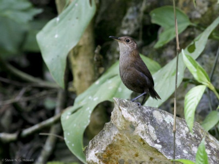 ...and the very local Nava&rsquo;s Wren, perhaps never photographed prior to our 2007 tour!