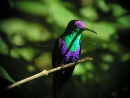 ...but perched in a rare shaft of sunlight, a male Violet-crowned Woodnymph is also a sight to behold...