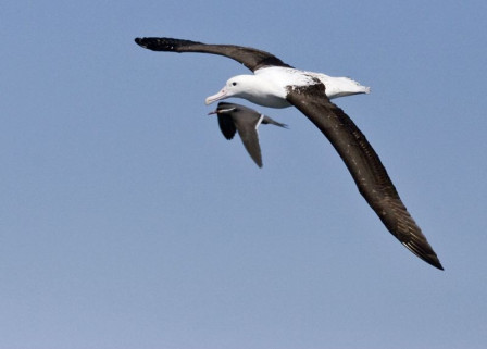 ...and a Northern Royal Albatross from New Zealand shares airspace with a local Inca Tern.