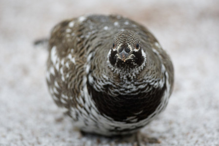 ...the often uncommonly tame Spruce Grouse...