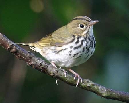 ...and more warblers, like this Ovenbird.