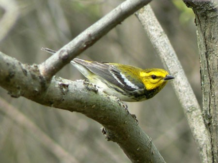 ...and more superb warblers such as Black-throated Green...