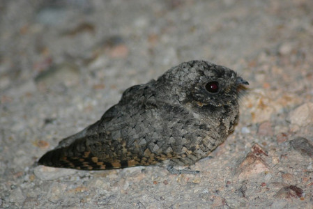 ...and at night when we might come across a Common Poorwill...