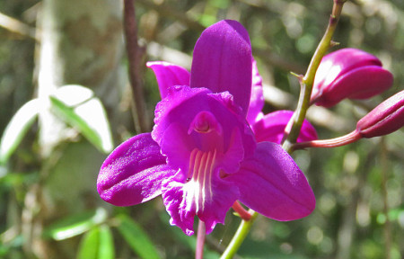 &hellip;and some amazing orchids.