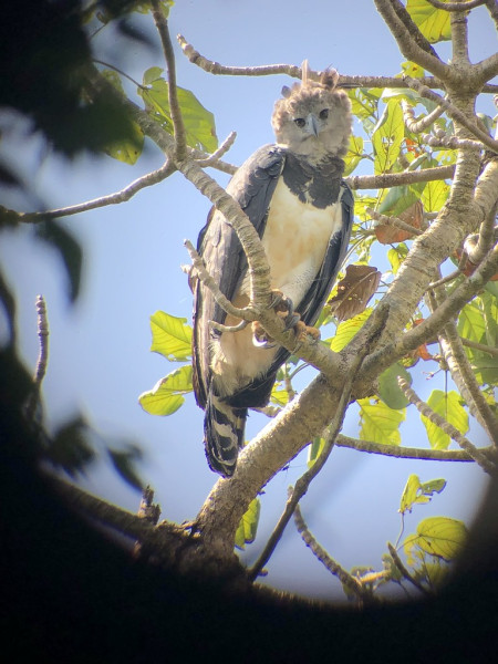 And where, with luck we'll visit with the national bird of Panama, the incomparable Harpy Eagle.