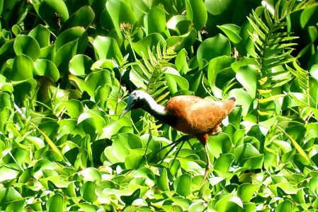 Around the edge of Lake Ravelobe at Ankarafantsika lives the Madagascar Jacana, whose range is the most restricted of the eight jacana species.
