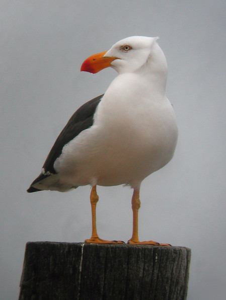 The post-tour will involve a week around the spectacular island of Tasmania, where Pacific Gulls line the shore,
