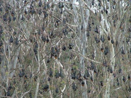 camps of Gray-headed Flying-Foxes,