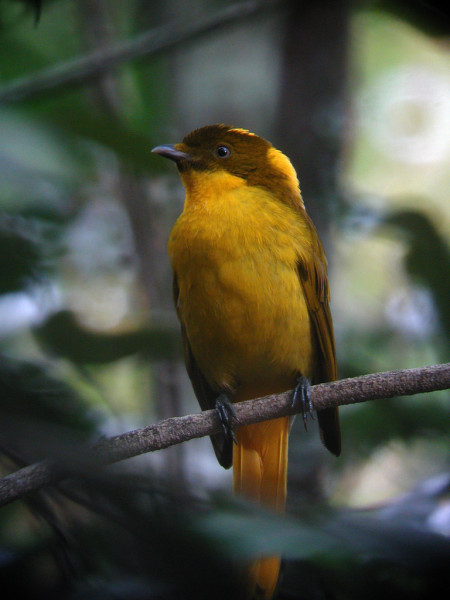 several range-restricted birds like this Golden Bowerbird,