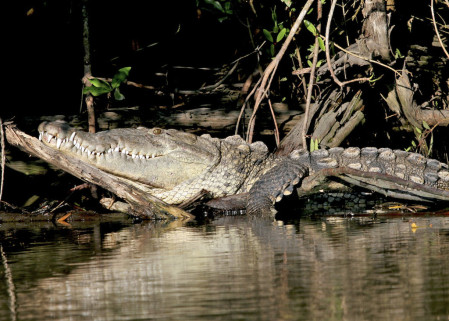 ...and here an American Crocodile. 