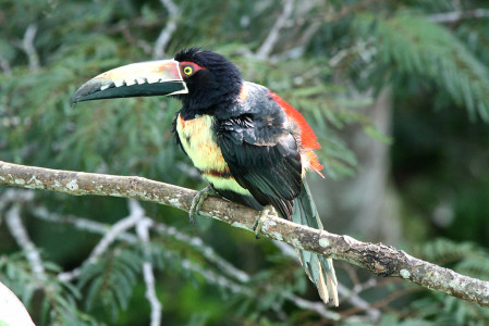 &hellip;the wildly colored Collared Aracari&hellip;