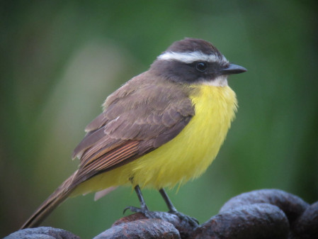 &hellip;and Rusty-margined Flycatcher...