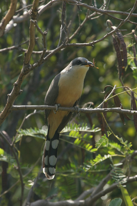 ...and the always popular Mangrove Cuckoo.
