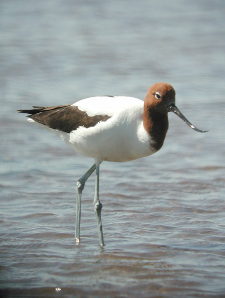 and Red-necked Avocets will line the ponds.