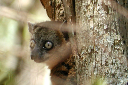 The Zombitse Sportive Lemur, is only found in the Zombitse-Vohibasa Forest where we shall try and find this nocturnal lemur looking out of its tree-hole roost.
