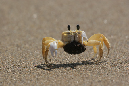 ..and watch the curious Ghost crabs...