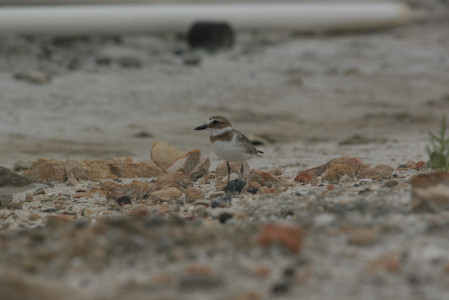 ...we'll seek out shorebirds such as Wilson's Plover...
