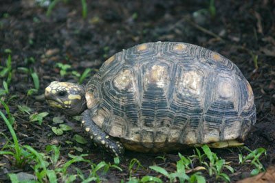 &hellip;or perhaps some of the harder to spot denizens of the forest like this Brown Wood-Turtle&hellip;