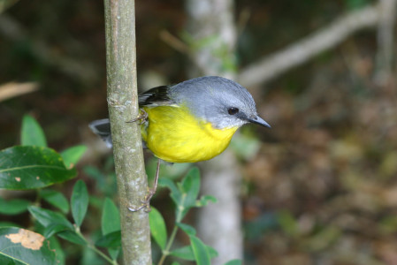 and curious (Eastern Yellow Robin).