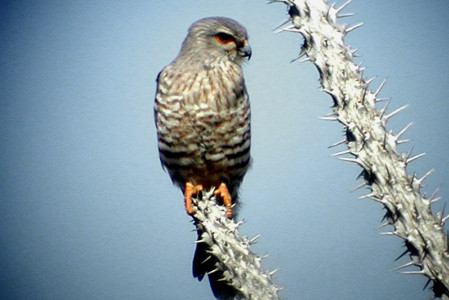 The southern dry region is home to the Banded Kestrel.