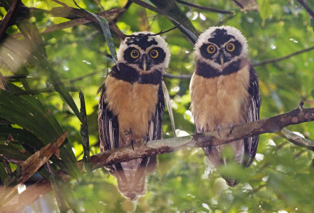 &hellip;or these young Spectacled Owls&hellip;