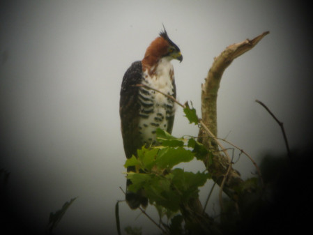 &hellip;a hunting Ornate Hawk-Eagle&hellip; (gb)
