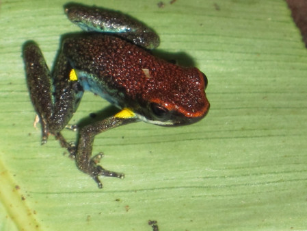 &hellip;and colorful poison-dart frogs or&hellip; (gb)