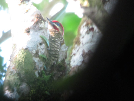 &hellip;or the endemic Stripe-cheeked Woodpecker...
