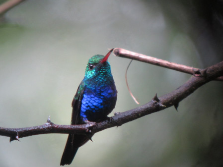...we'll view a dazzling array of hummingbirds (here a Violet-bellied)...