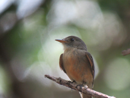 ...the endemic subspecies of Lesser Antillean Pewee (soon to be the island's 18th endemic)...