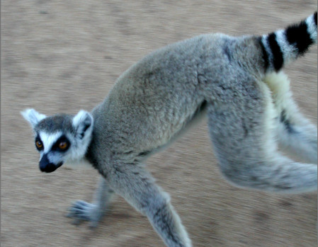 Undoubtedly the world's most familiar lemur species,the Ring-tailed Lemur is numerous at Berenty, where individuals can be very inquisitive.
