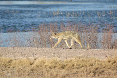 We'll look at everything; this Coyote probably finds the avian concentrations at Bosque as attractive as we do...